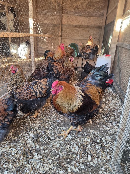 Oua incubat disponibile