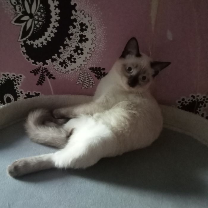 Отдам котика в надёжные добрые руки.