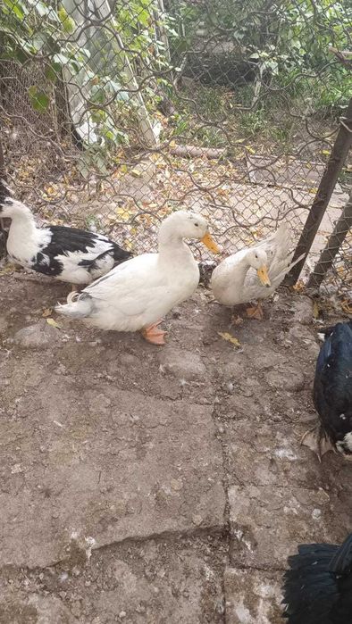 Продам уток муларды, пекинка, индоутки