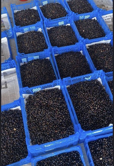 Продам смородина каждый день