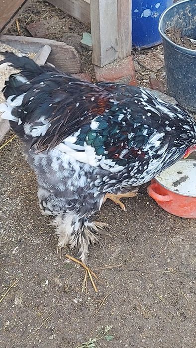 Vând o pereche, cocoș  și o gaina brahma  portelan!