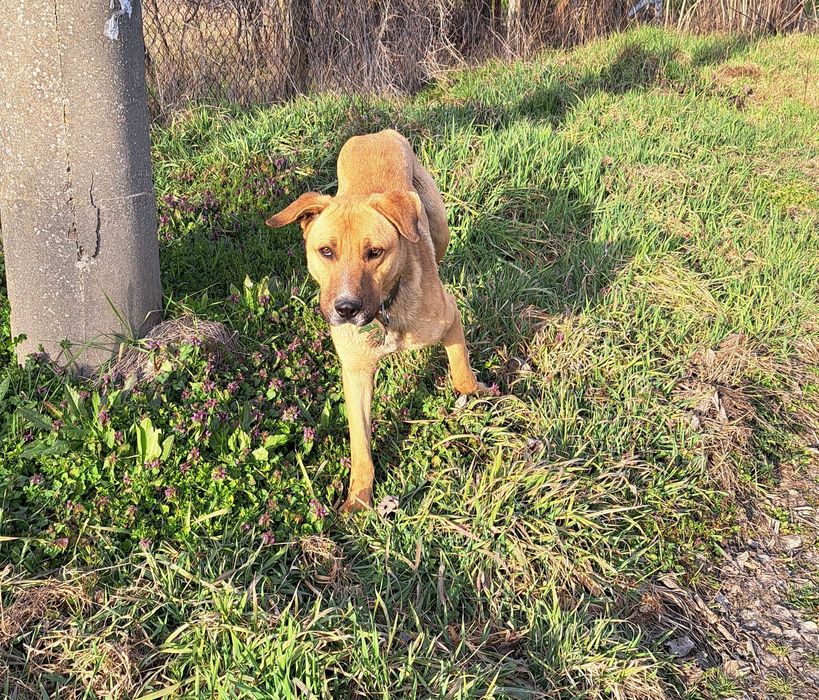 Подарява се куче