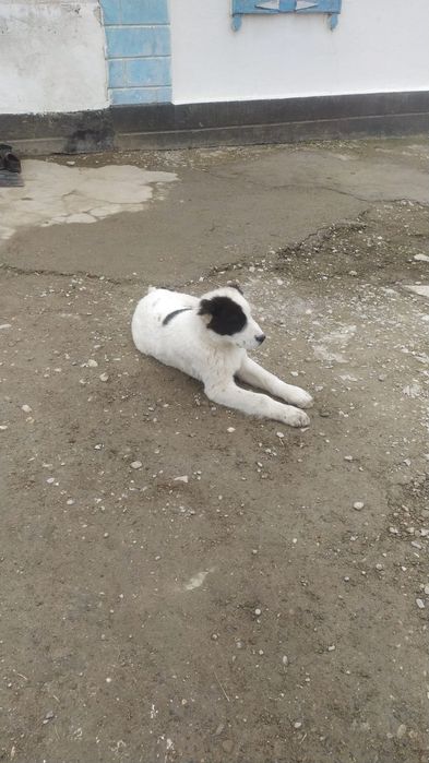 Алабай кушик     .