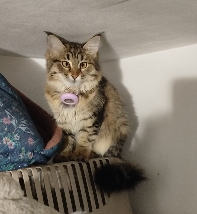 Кошечка ищет любящую семью