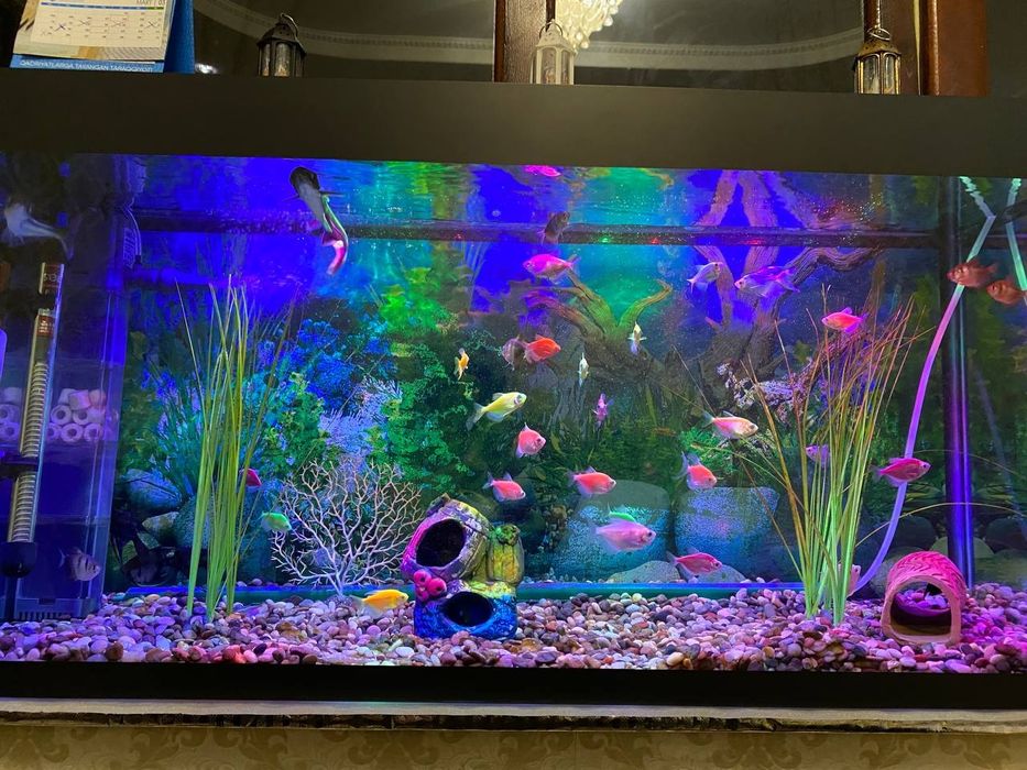 Srochna kimga qiziq bosa arzon vashe Akvarium sotiladi ishlab turgan