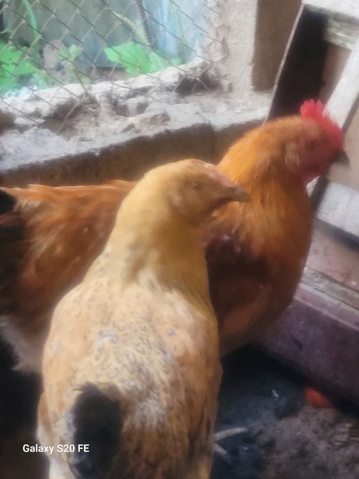 Кученский юбилейный