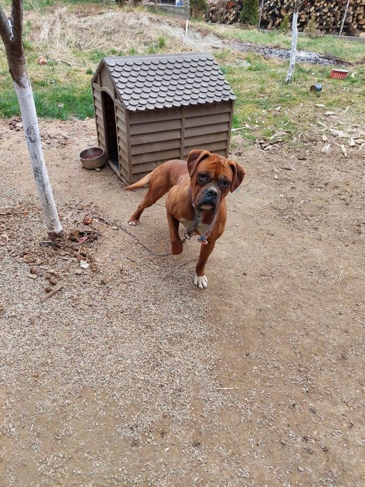 Donez câine rasa boxer
