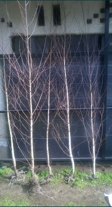 Mesteacan alb ornamental / Mesteacan decorativ