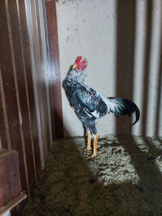 Avgusta chiqan juja sotiladi