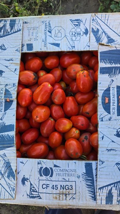 Rosii prunisoara HEINZ si gogosar BIHAR