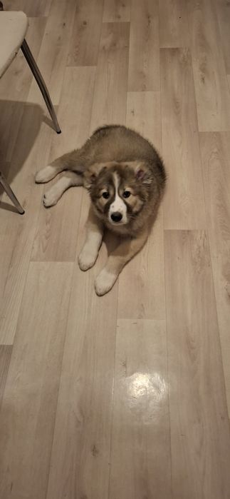 Шенок САО чистокровный алабай сука