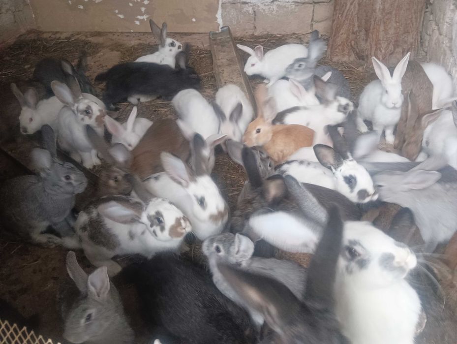 Quyon bolalari bor sotiladi ona quyonlarga bartir ham qilinadi