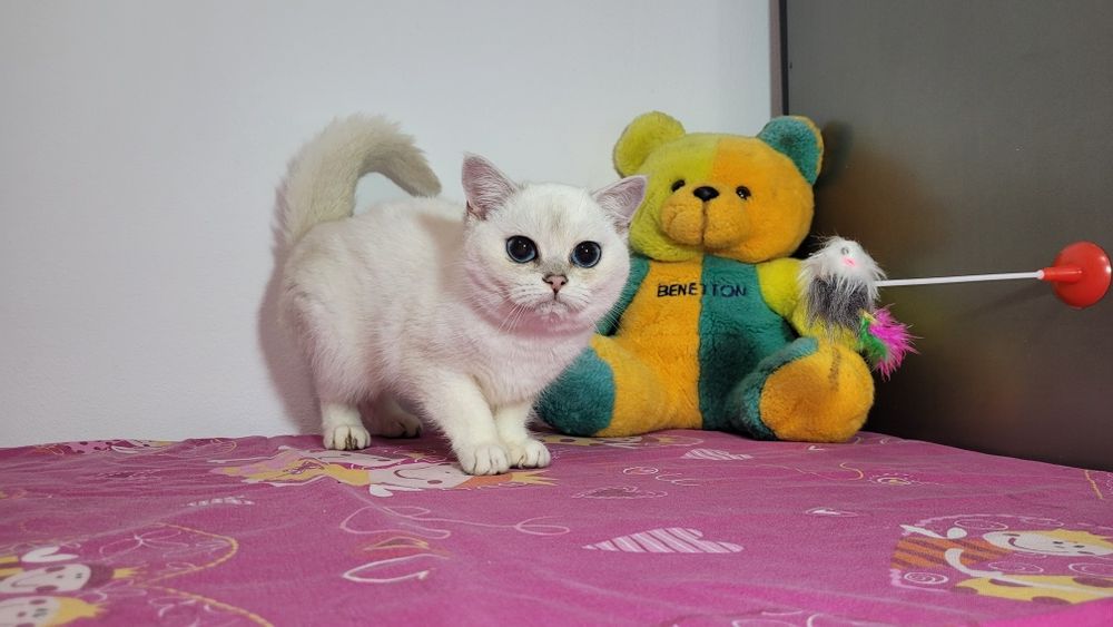 British shorthair NS 11 33 silver shaded.