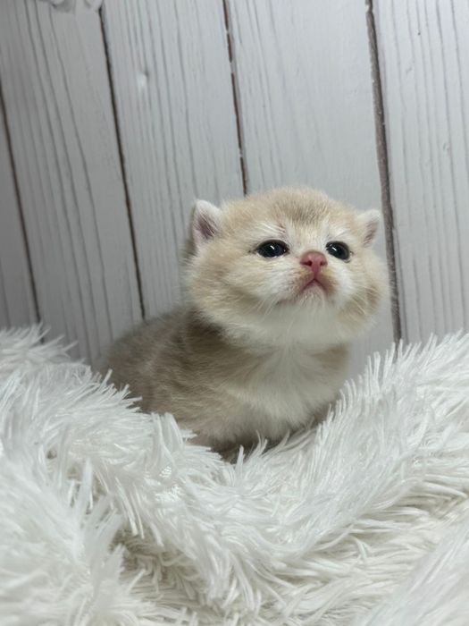 Шиншиллы золотые британские