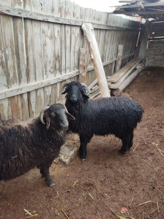 Кой сатылады екеуы 8 млн