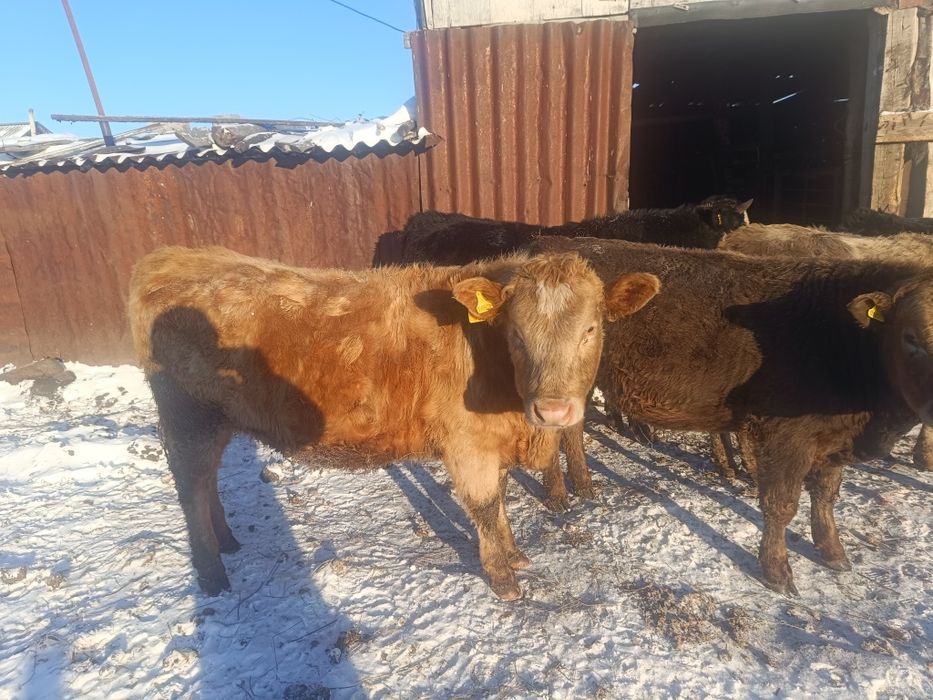 Продам  три телки два бычка