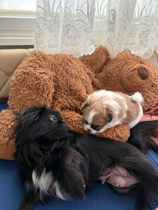 Померан-хин-уникално