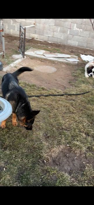 Срочно продам немецкую овчарку