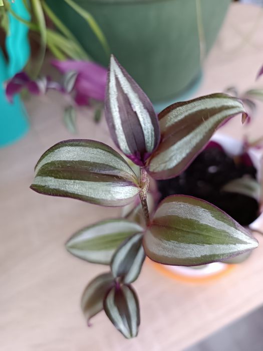 Продам традесканцию Зебрина