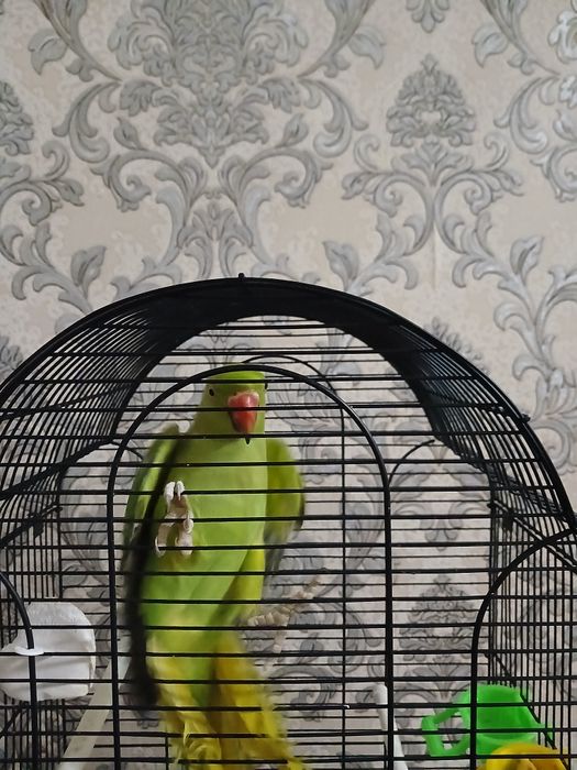 Попугай Ожериловый. Сотилади