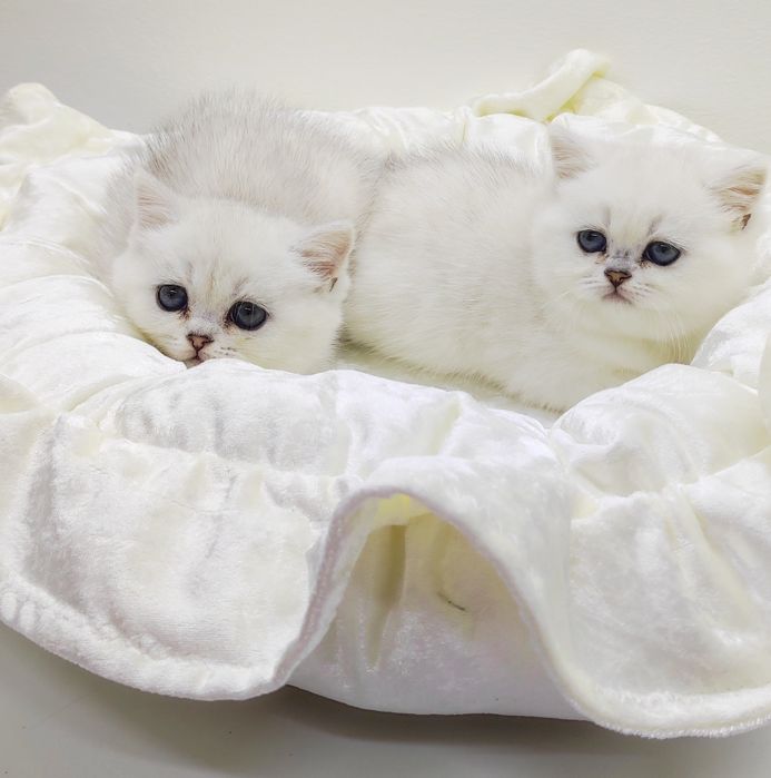 КотЯта ОчаРоваШки БриТашкИ