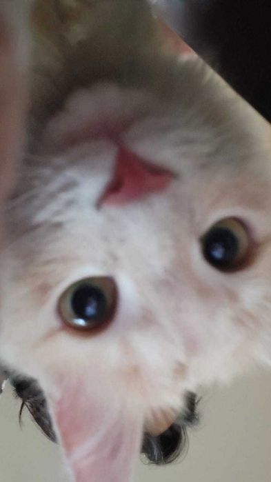 Бесплатный кошкп