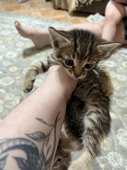 Котята в добрые руки