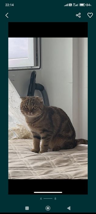 Кошка шотландская вислоухая девочка