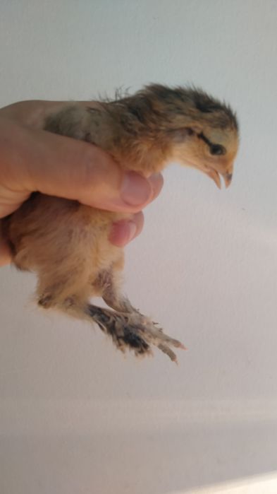 Продам цыплят суточных