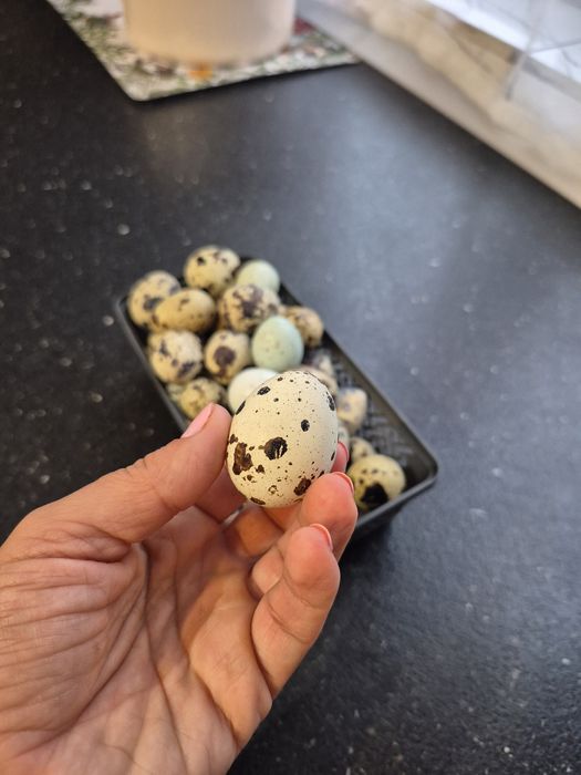 Vând oua de prepeliță