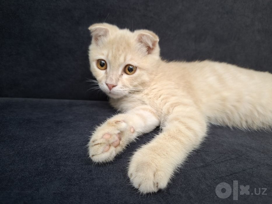 Котенок скоттиш фолд хромой