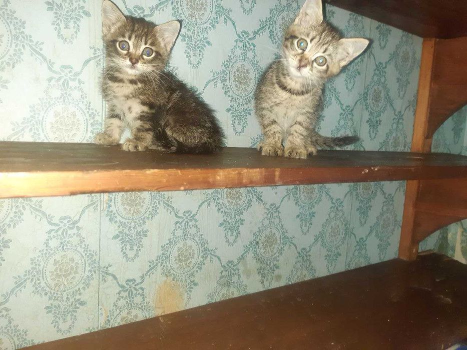 Котята в добрые руки. Смотрите фото