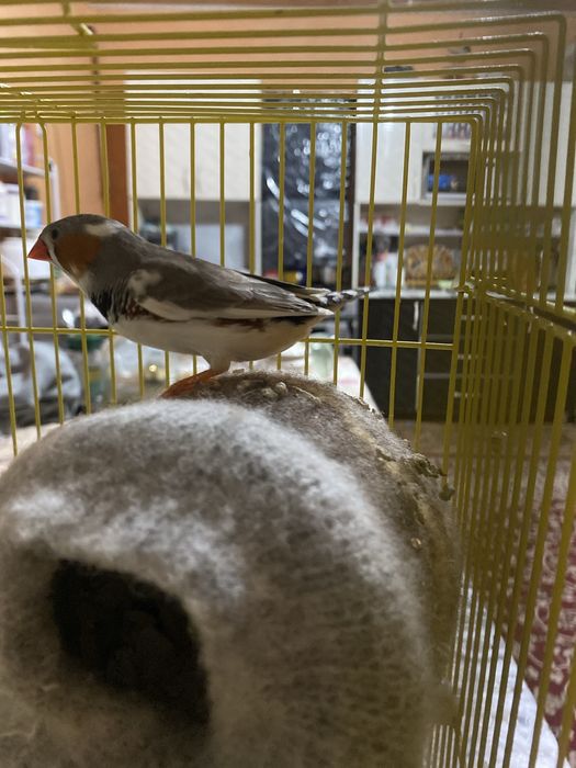 продается амадин самец срочно