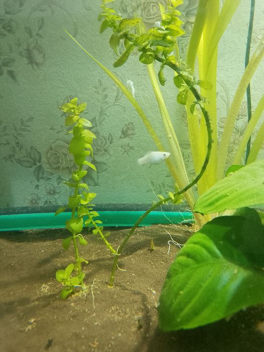 Велефера платина