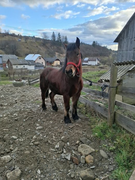 Vând mânză.        !