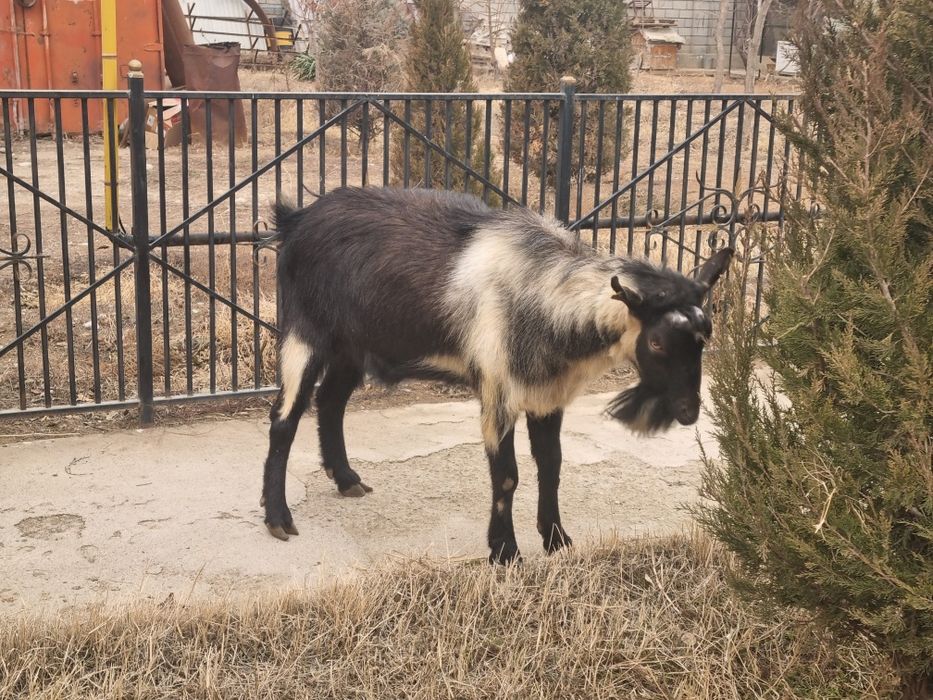 Парода Алпиский пиакок теке