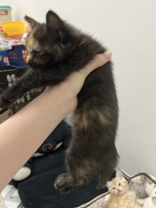 котята шиншилла 2 месяца