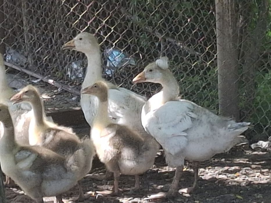 Disponimil urgent