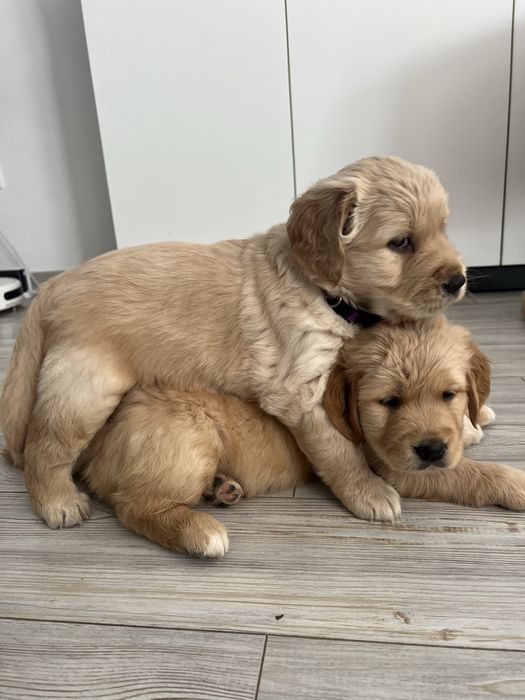 Кученца Голдън Ретривър