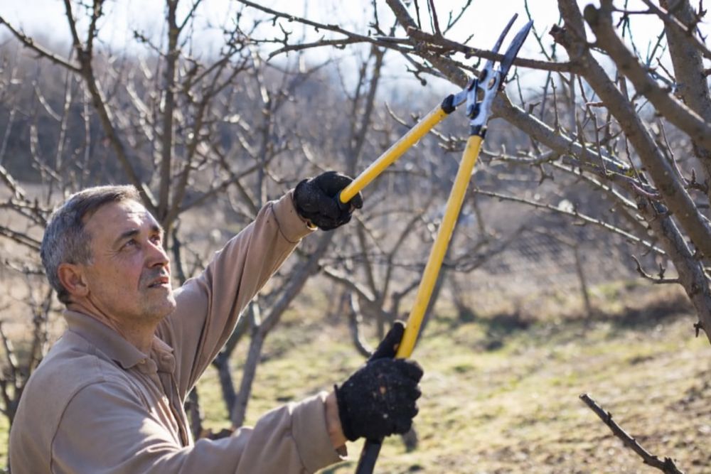 Curățare, plantare pomi fructiferi, copaci, zmeuri, muri, viță de vie