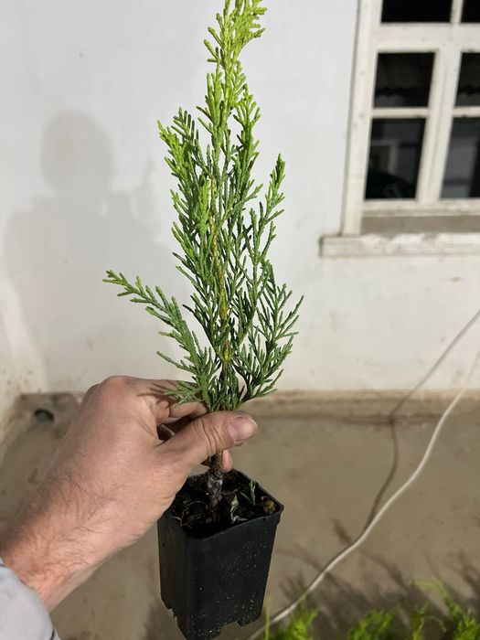 Кипарис голд райдер, мажевелник блю арров ва мунлов кучати, оптом!