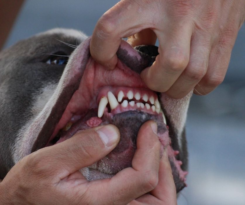 Mascul American Bully, BIGDOGS Romania kennel