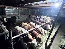 Продам коровы недорого