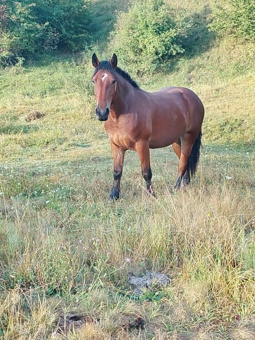 Vând mânză de 2 ani
