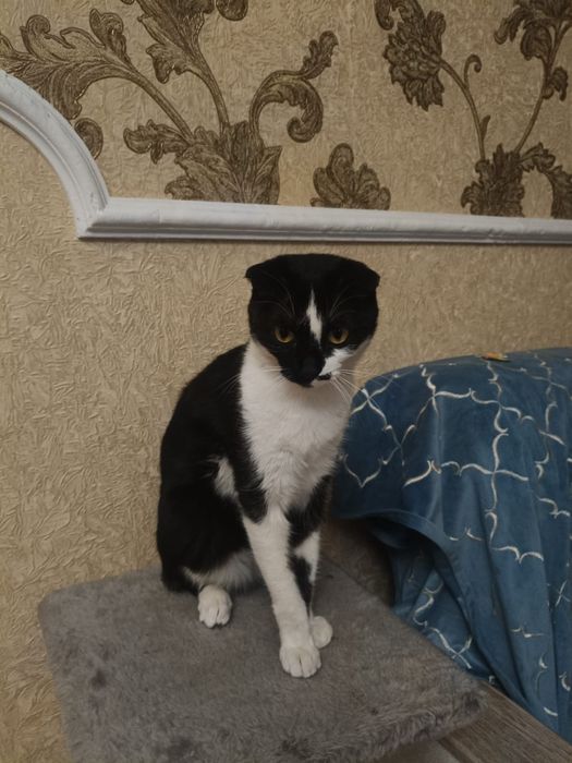 Питомец,веслоухая девочка,беремена