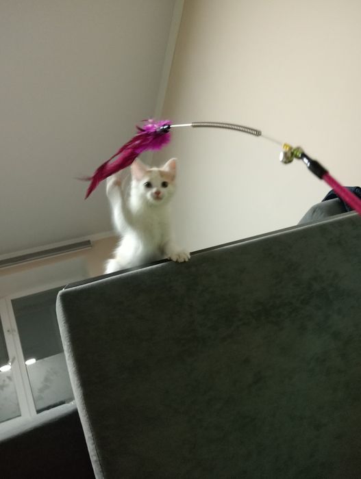 Отдам котенка Ласковый
