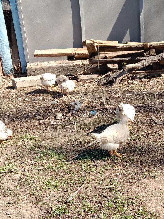 Продам цыплят около 2 месяцев