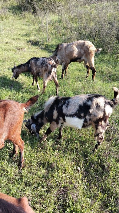 Vand tapi anglonubieni