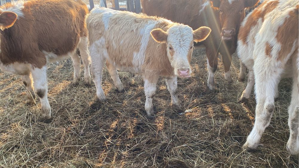 Телята на развод