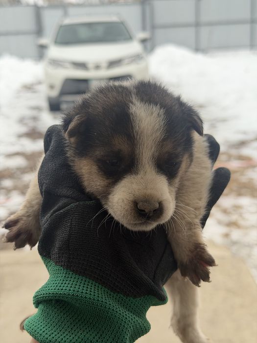 Отдам красивых щенков